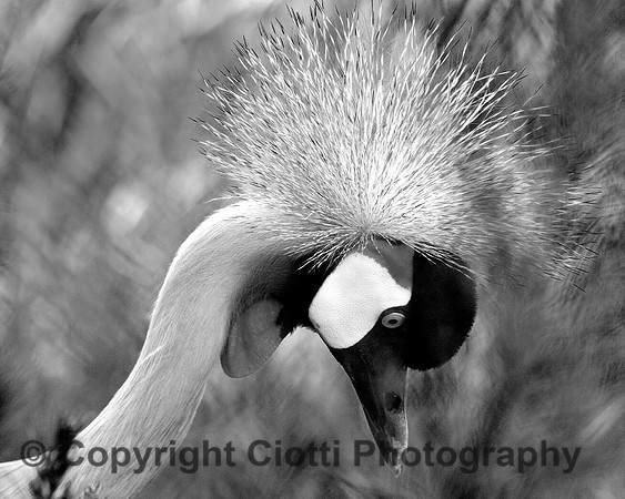 IMG_5240 b&w