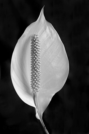 IMG_4366 edit b&w
