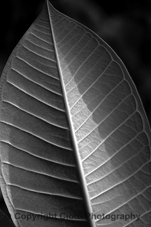 IMG_3826 edit b&w