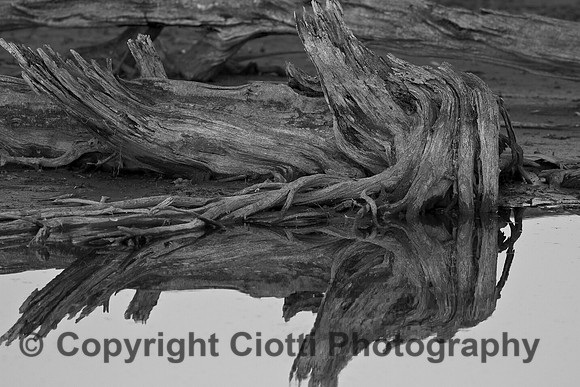 IMG_9325 b&w