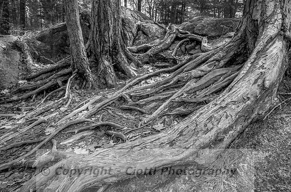 _S5U9760-Edit