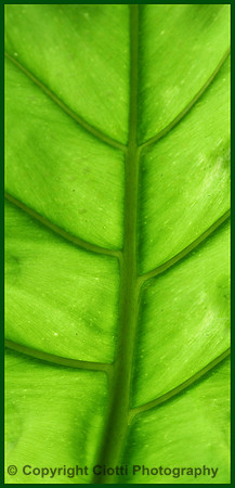 IMG_4379 editw border
